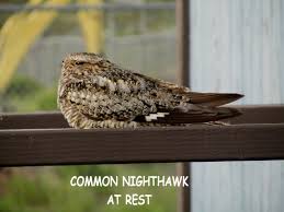 Image result for Chordeiles minor