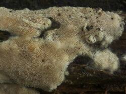 Attēlu rezultāti vaicājumam “Cinereomyces lindbladii”