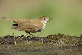 Image result for Catharus fuscescens