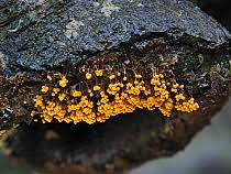 Attēlu rezultāti vaicājumam “Badhamia utricularis spores”