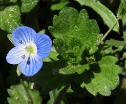 Attēlu rezultāti vaicājumam “Veronica persica fruit”
