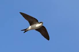 Attēlu rezultāti vaicājumam “Delichon urbicum”