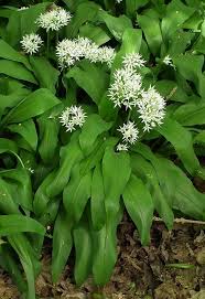 Image result for Bärlauch