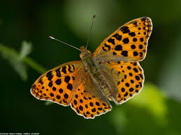 Attēlu rezultāti vaicājumam “Issoria lathonia upperside”