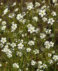 Attēlu rezultāti vaicājumam “Androsace septentrionalis fruit”