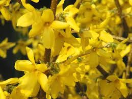 Attēlu rezultāti vaicājumam “Forsythia”