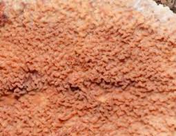 Attēlu rezultāti vaicājumam “Gloeoporus taxicola”