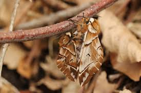 Attēlu rezultāti vaicājumam “Endromis versicolora”