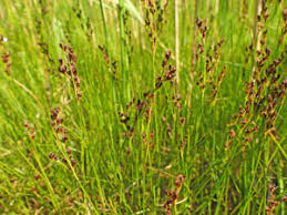 Attēlu rezultāti vaicājumam “Juncus nastanthus”