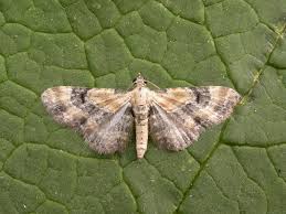 Attēlu rezultāti vaicājumam “Eupithecia linariata”