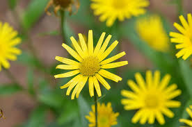 Image result for Buphthalmum salicifolium