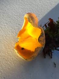 Attēlu rezultāti vaicājumam “Caloscypha fulgens”