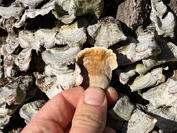 Attēlu rezultāti vaicājumam “Stereum fasciatum”