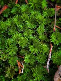 Attēlu rezultāti vaicājumam “Rhodobryum roseum”