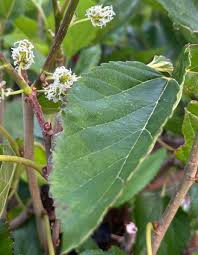 Attēlu rezultāti vaicājumam “Morus alba leaf”