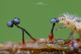 Attēlu rezultāti vaicājumam “Cribraria cancellata var. fusca spores”