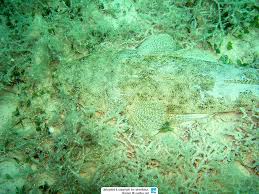 Image result for Platycephalus richardsoni