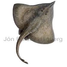 Image result for Rostroraja alba