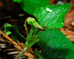 Attēlu rezultāti vaicājumam “Viola odorata bud”