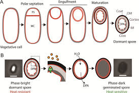 Attēlu rezultāti vaicājumam “Serpoleskea subtilis sporophyte”