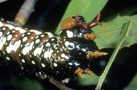 Attēlu rezultāti vaicājumam “Notodontidae”