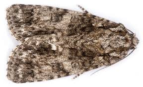 Attēlu rezultāti vaicājumam “Acronicta rumicis imago”