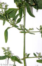 Attēlu rezultāti vaicājumam “Atriplex patula fruit”