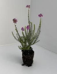 Attēlu rezultāti vaicājumam “Erica tetralix leaf”