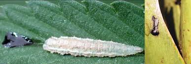 Attēlu rezultāti vaicājumam “Syrphus larva”