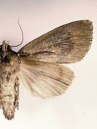 Attēlu rezultāti vaicājumam “Amphipyra perflua”