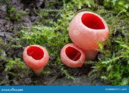 Attēlu rezultāti vaicājumam “Sarcoscypha austriaca”