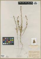 Attēlu rezultāti vaicājumam “Corispermum hyssopifolium fruit”