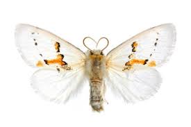 Attēlu rezultāti vaicājumam “Leucodonta bicoloria”