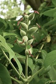 Attēlu rezultāti vaicājumam “Juglans cinerea flower”