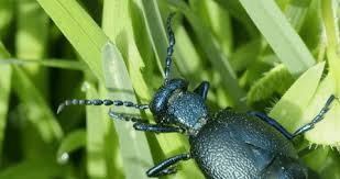 Attēlu rezultāti vaicājumam “Meloe sp. imago”