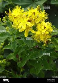 Attēlu rezultāti vaicājumam “Hypericum maculatum”