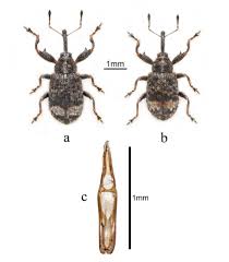 Attēlu rezultāti vaicājumam “Anthonomus pomorum”