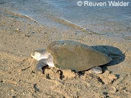 Image result for Lepidochelys olivacea