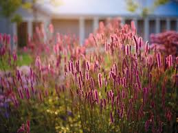 Attēlu rezultāti vaicājumam “Sanguisorba officinalis flower”