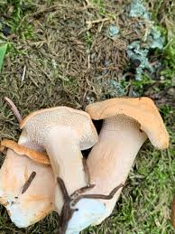 Attēlu rezultāti vaicājumam “Hydnum rufescens”