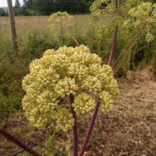 Image result for Angelica archangelica