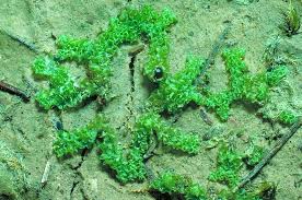 Attēlu rezultāti vaicājumam “Fossombronia wondraczekii”