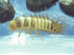 Attēlu rezultāti vaicājumam “Anthrenus sp. larva”