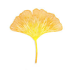 Attēlu rezultāti vaicājumam “Ginkgo biloba leaf”