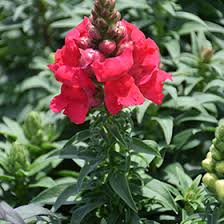 Attēlu rezultāti vaicājumam “Antirrhinum majus leaf”