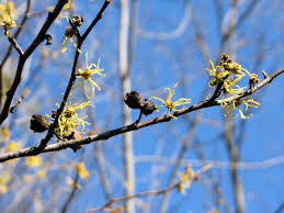 Attēlu rezultāti vaicājumam “Hamamelis japonica bud”