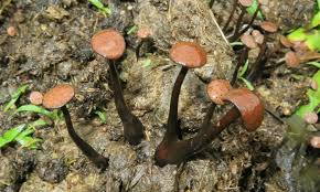 Attēlu rezultāti vaicājumam “Poronia punctata”