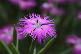 Image result for Dianthus superbus