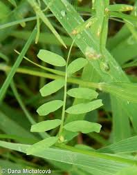 Attēlu rezultāti vaicājumam “Vicia hirsuta leaf”