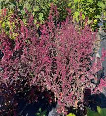 Image result for Atriplex hortensis